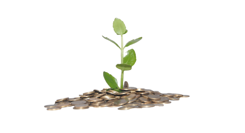 Money Plant Png