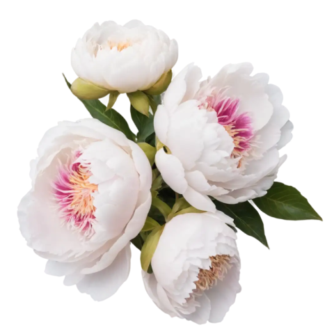 White flower png