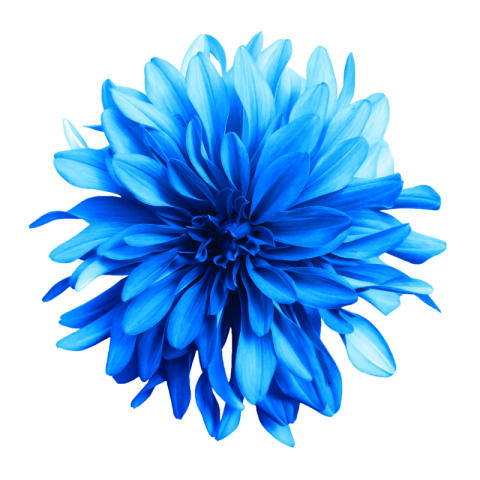 Flower png images