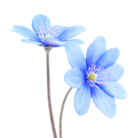 Blue flower png