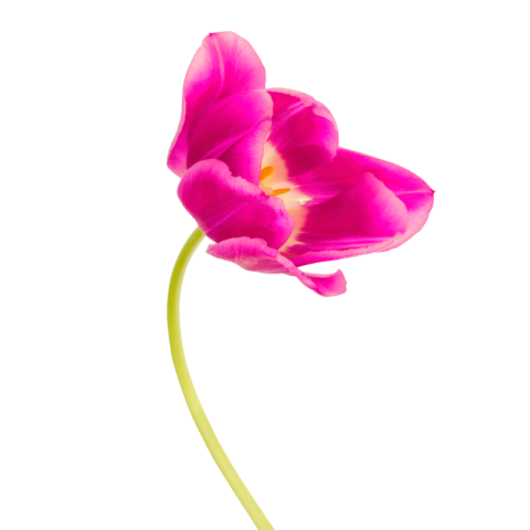 Flower png image download