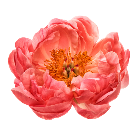 Flower png pic download