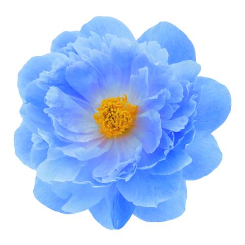 Blue flowers png transparent