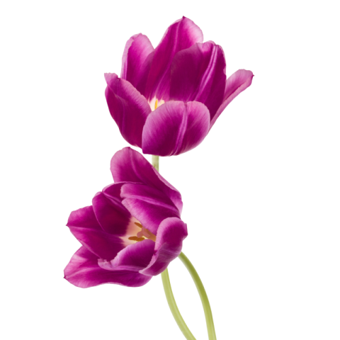 Flower png images with transparent