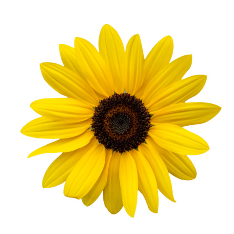 Sunflower png hd images