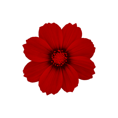 Red flower png image hd