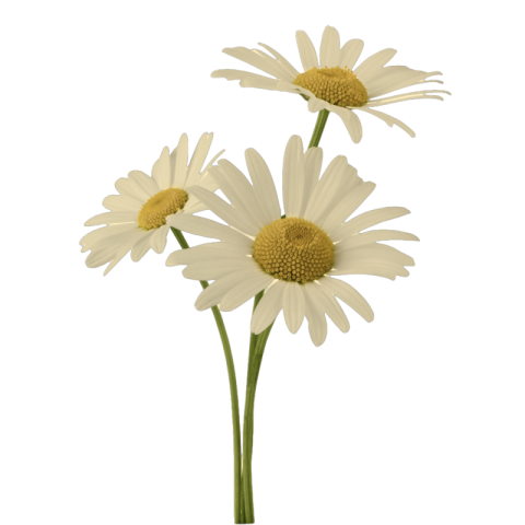 White flower png hd