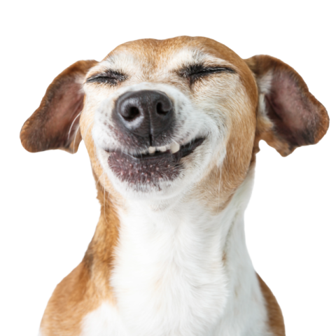 Funny dog face png