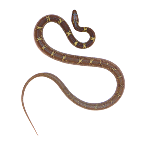 Snake png image