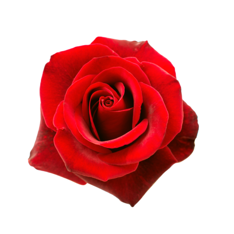 Red rose png