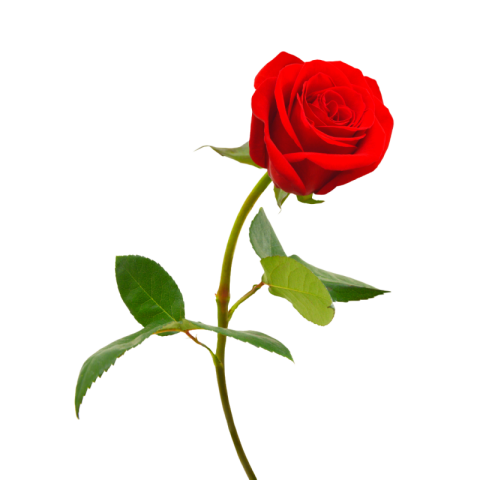 Rose png clipart