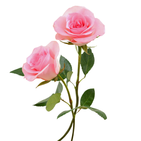 Pink rose png