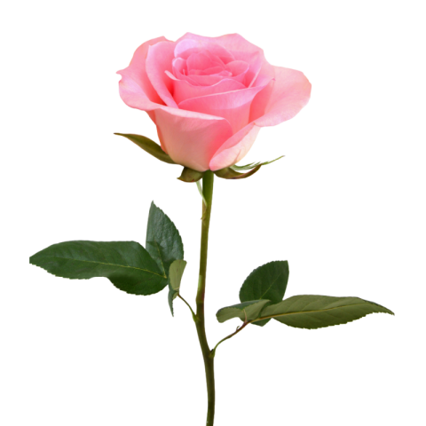 Pink rose png images