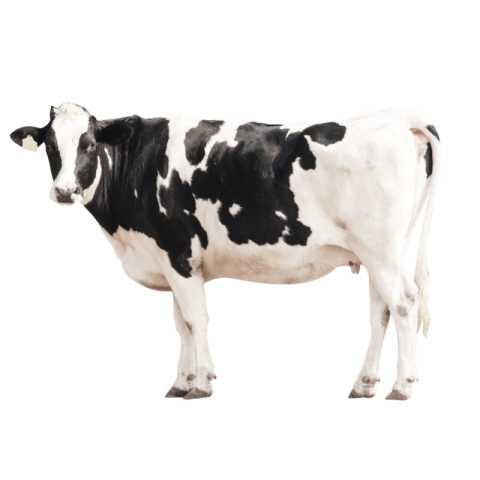 Cow png