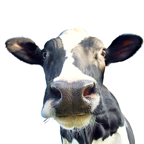 Cow black png