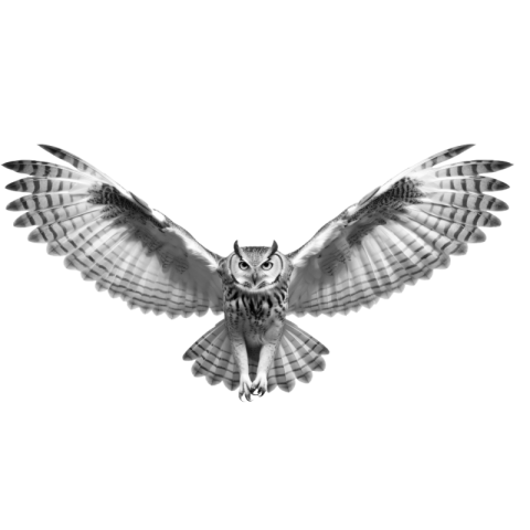 Black and white owl png transparent