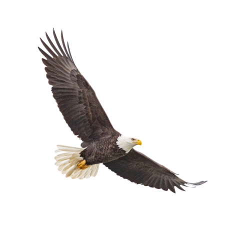 Eagle png