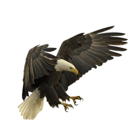 Eagle png images