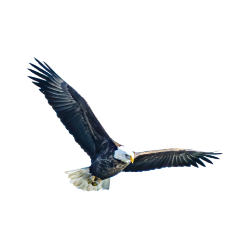 Transparent background eagle png