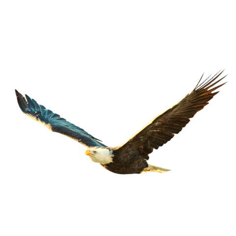 Eagle png image