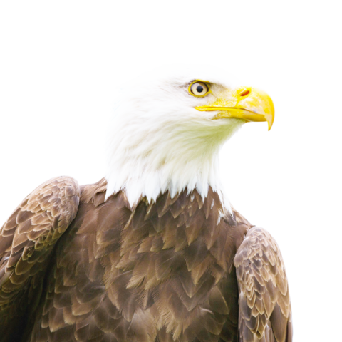 Standing eagle png