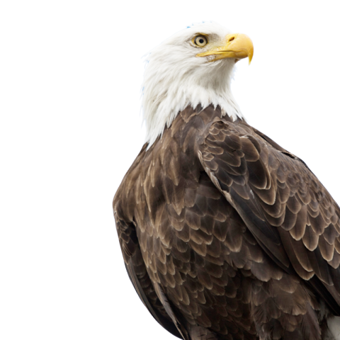 Standing eagle png background