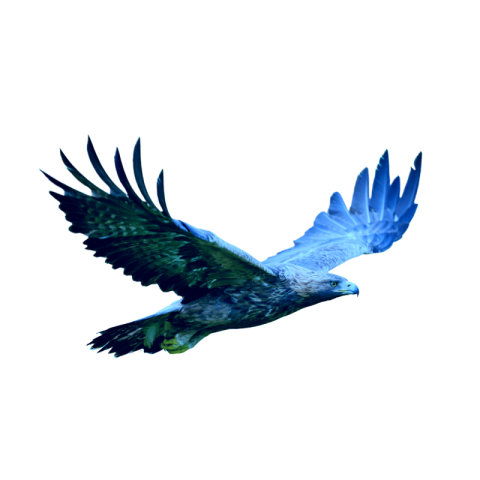 Flying eagle png free download transparent