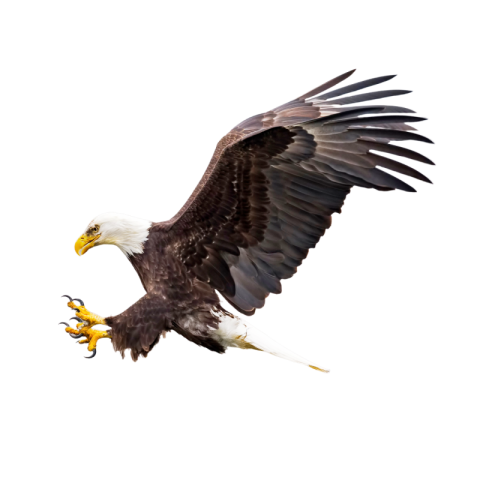 Eagle png background