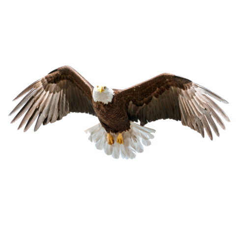 Black flying eagle png free download