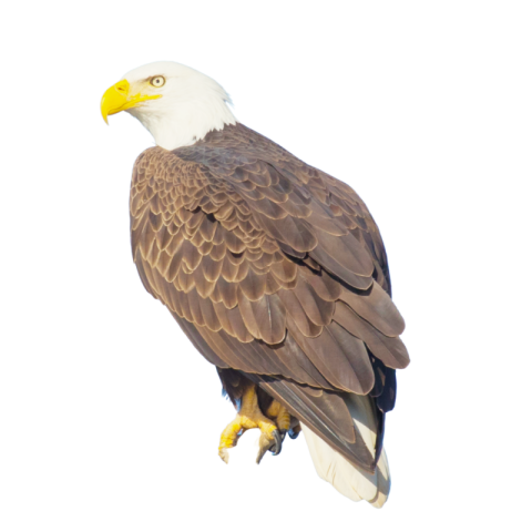 Clipart eagle png