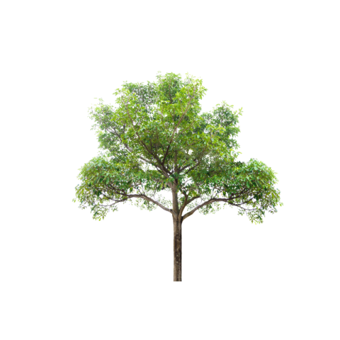 Tree png image free download