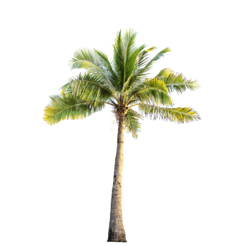 Coconut tree png