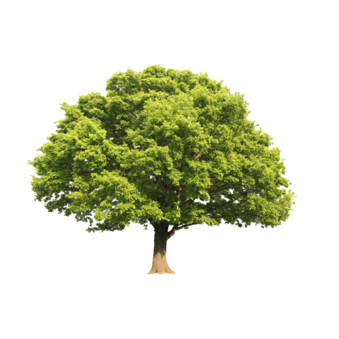 Tree png image free