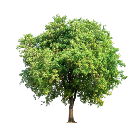 Tree png transparent background