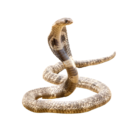 Brown cobra png