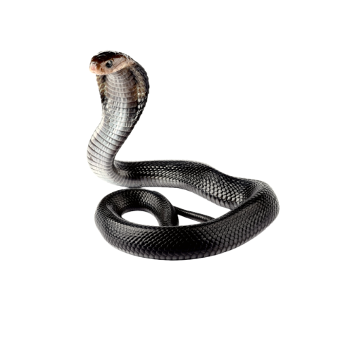 Black cobra png transparent