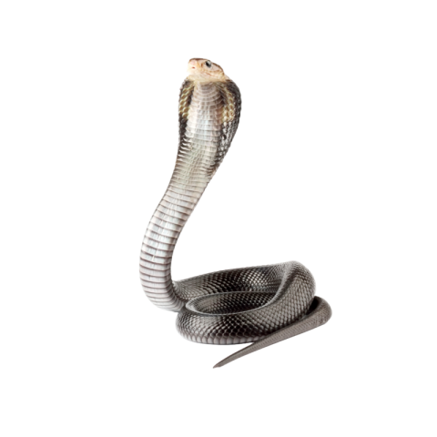 Cobra png transparent free