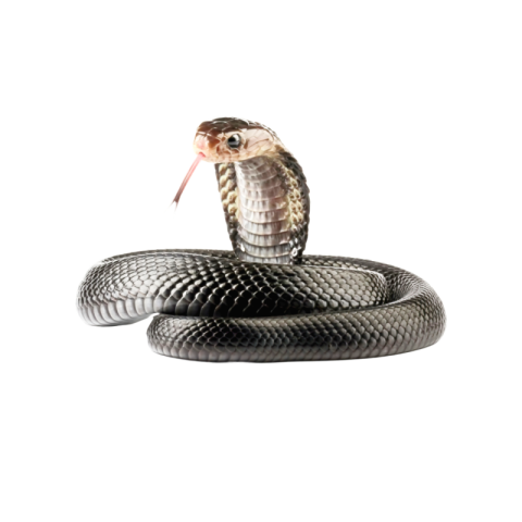 Black cobra snake images