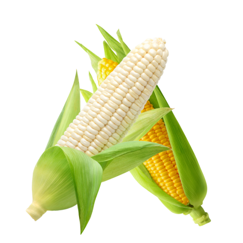 Corn png image