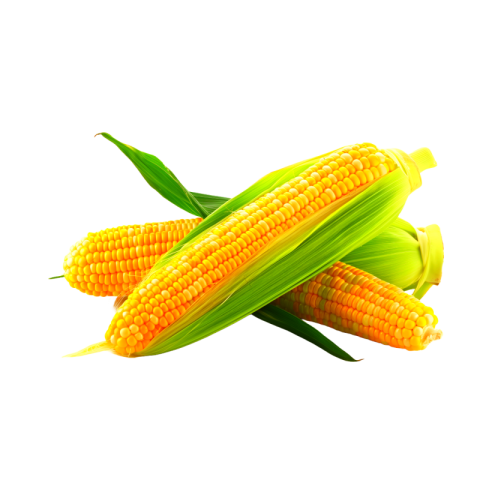 Corn png transparent