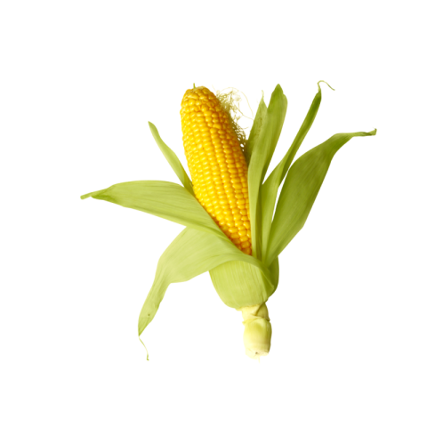 Sweet corn png transparent