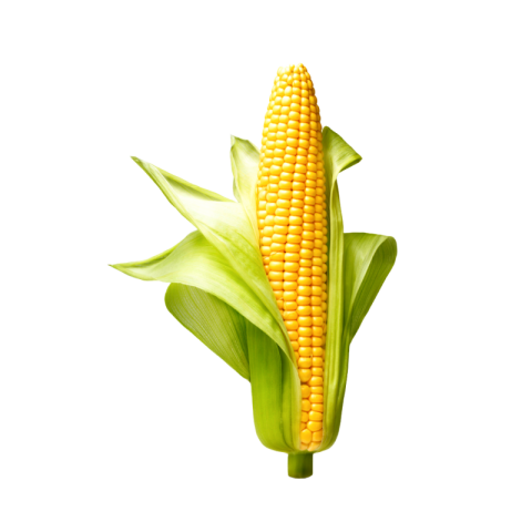 Sweet corn png images