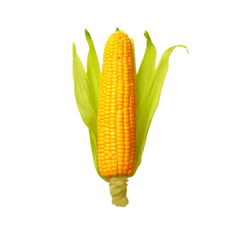 Corn pictures