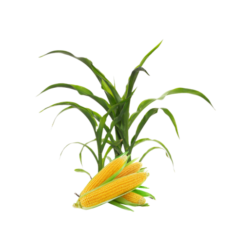 Corn image png