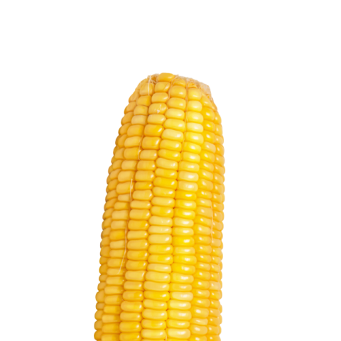 Corn cob png transparent