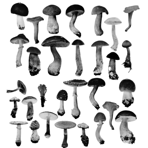 Transparent background mushroom png