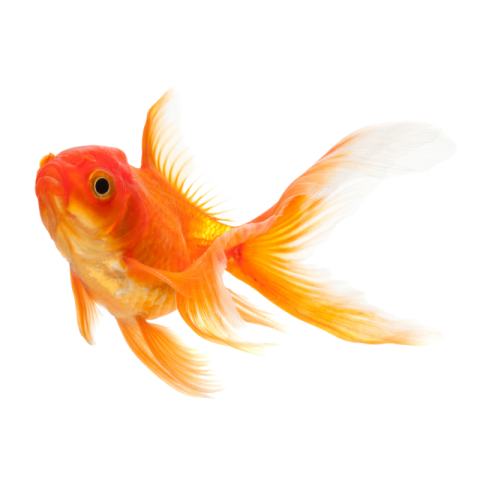 Golden fish png transparent