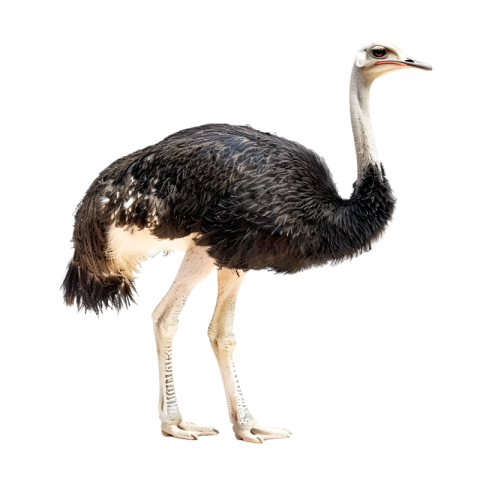 Ostrich png images free download