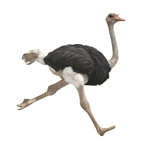 Ostrich png background