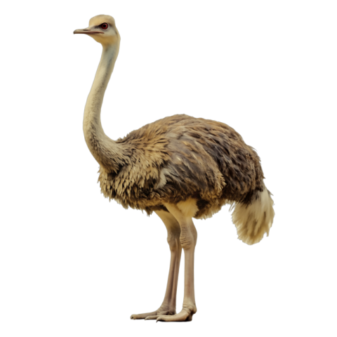 Ostrich png download